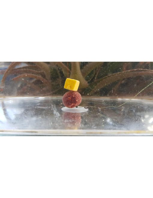 wafters-adp-baits-wild-cube-porumb-parmezan-8-10mm-35gr c